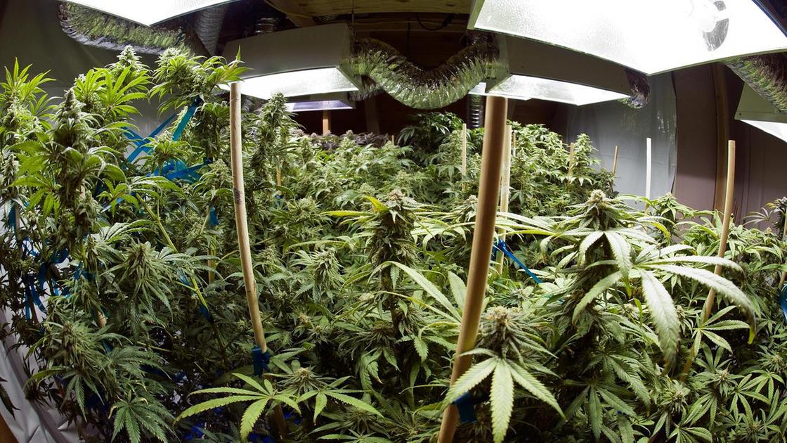 Milano, scoperta una serra di marijuana in un appartamento del Giambellino Milano, scoperta una serra di marijuana in un appartamento del Giambellino