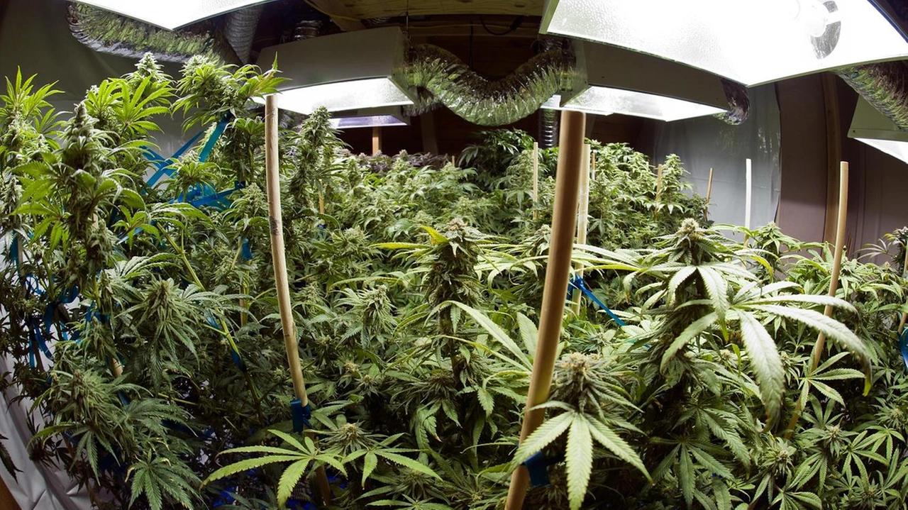 Una serra casalinga di marijuana (foto archivio)
