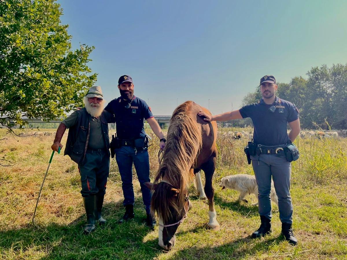 Lodi, cavallina in fuga dalla campagna finisce in mezzo alla città: Stela salvata e riconsegnata al proprietario Lodi, cavallina in fuga dalla campagna finisce in mezzo alla città: Stela salvata e riconsegnata al proprietario