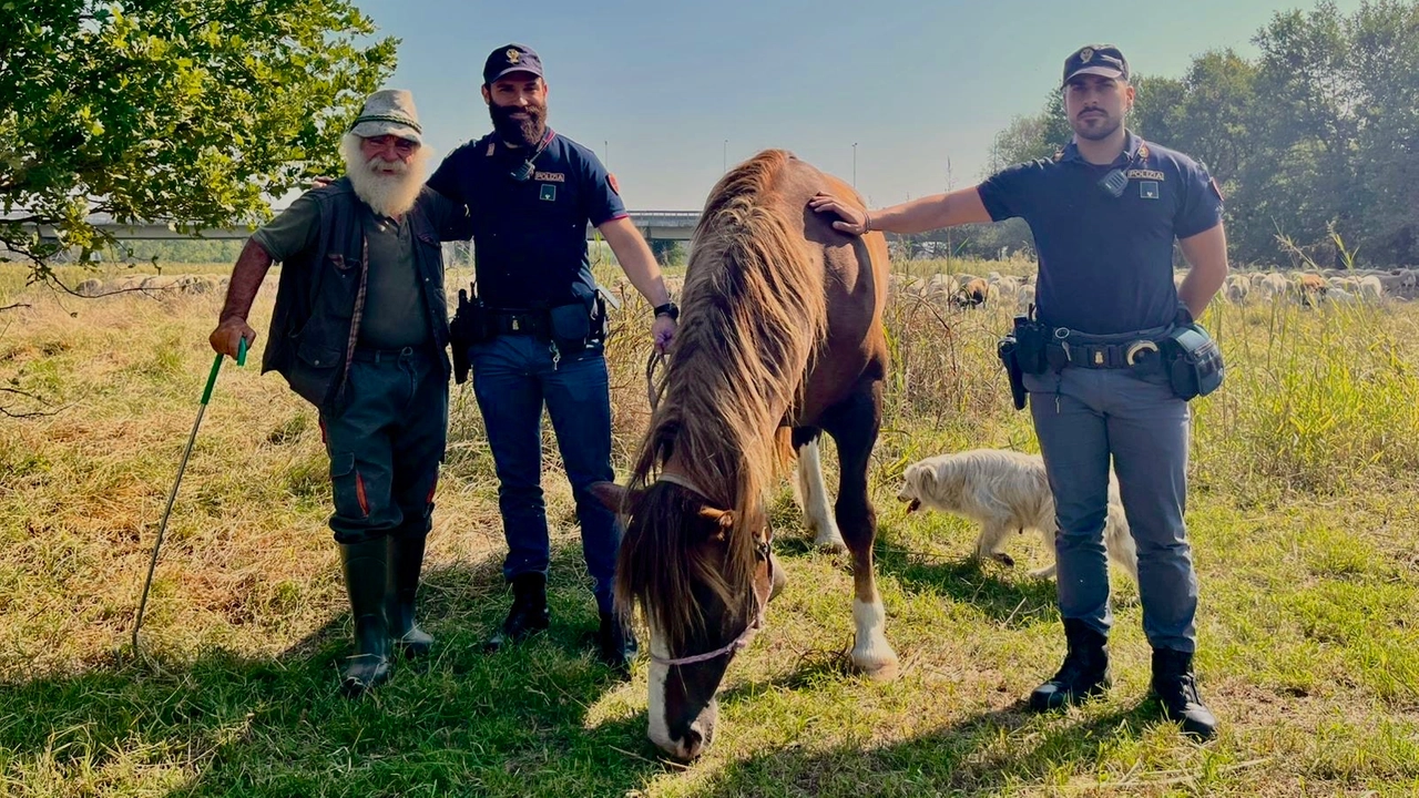 La cavalla Stella con il suo padrone e gli agenti che l'hanno salvata dai pericoli della città