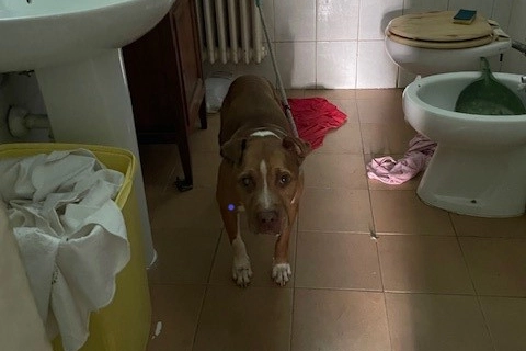 Uno dei pitbull era legato con una corda a un termosifone, e impossibilitato a muoversi