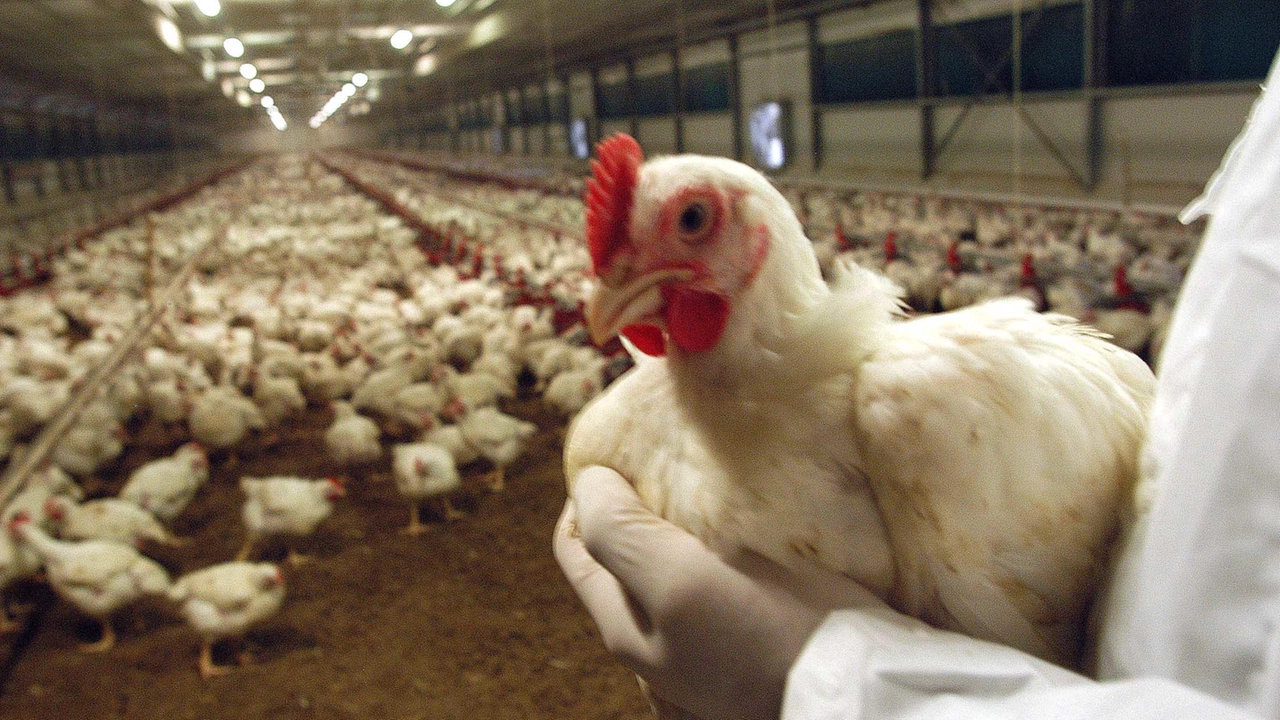 Aviaria sotto la lente nel 2025: l'ultimo contagio da una gallina domestica Aviaria sotto la lente nel 2025: l'ultimo contagio da una gallina domestica