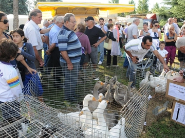 immagine articolo