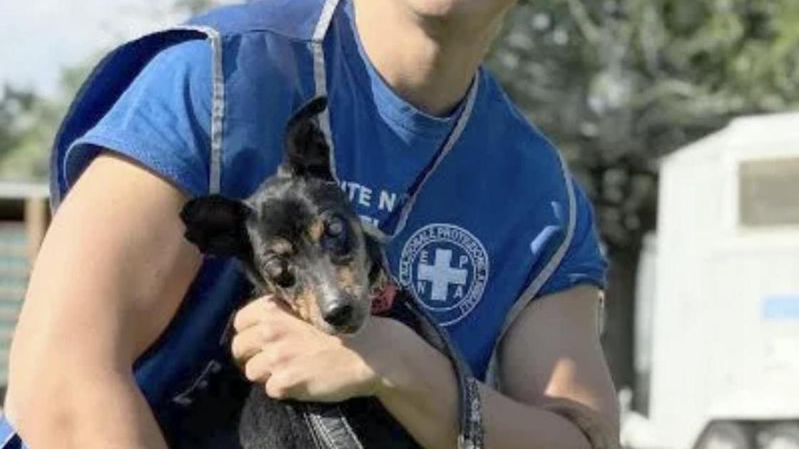 L’adozione del cuore di Rayban. Il cane cieco e sordo da 11 anni conquista una famiglia a sorpresa L’adozione del cuore di Rayban. Il cane cieco e sordo da 11 anni conquista una famiglia a sorpresa