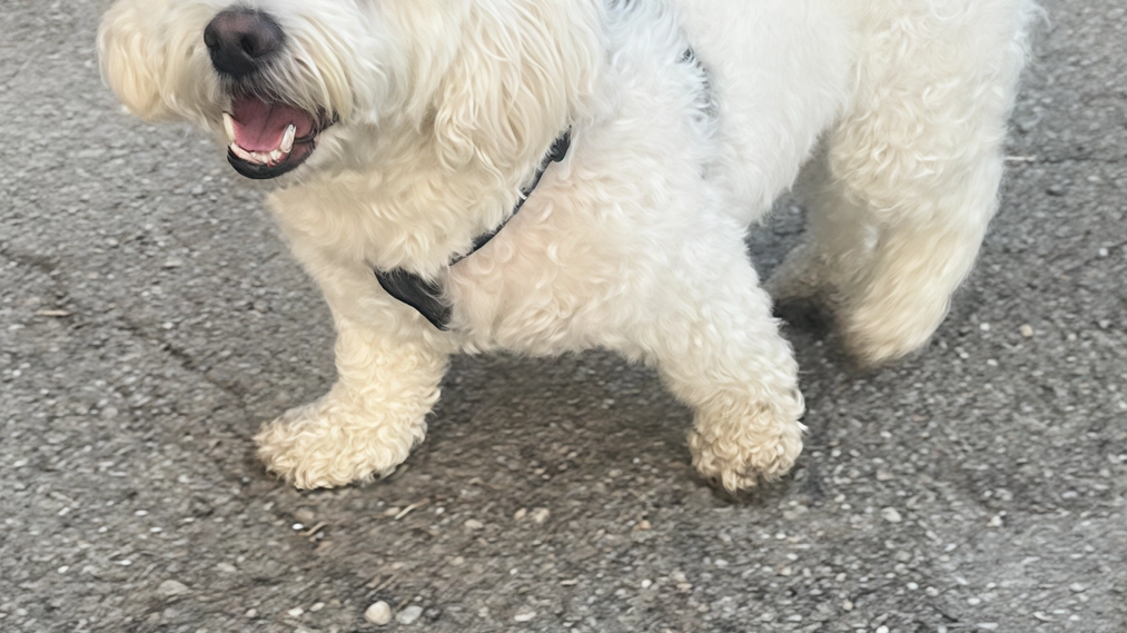 Può sembrare strano che un cagnolino come Billy sia ancora alla ricerca di una famiglia. Eppure per lui - 3... Può sembrare strano che un cagnolino come Billy sia ancora alla ricerca di una famiglia. Eppure per lui - 3...