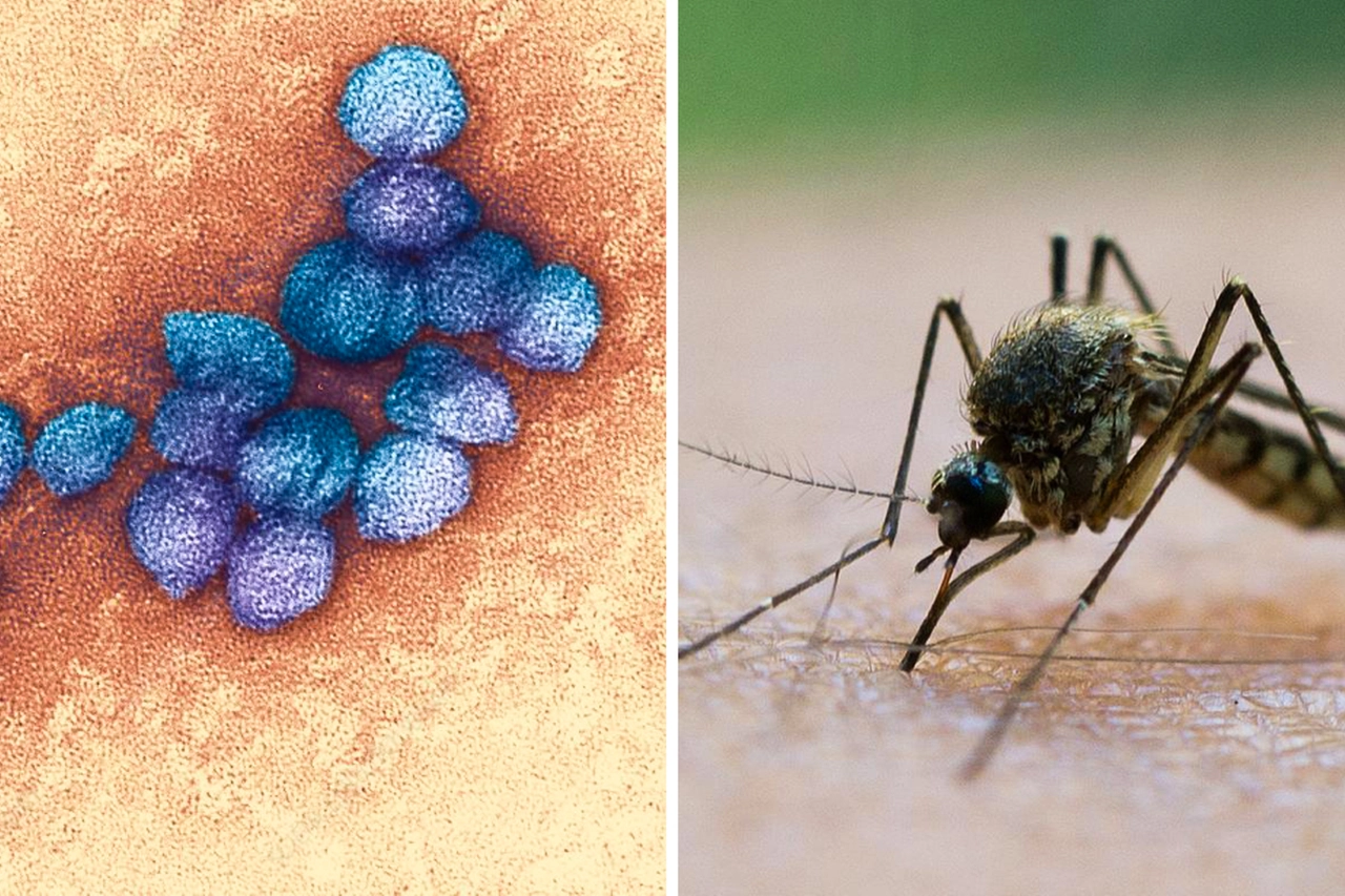 A sinistra, il virus West Nile al microscopio. A destra, una zanzara di tipo Culex pipiens, la più comune in Europa
