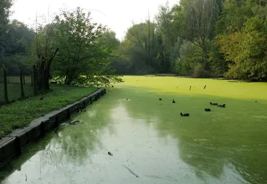 Allarme: il laghetto delle Vernavola è verde e ci nuotano le nutrie