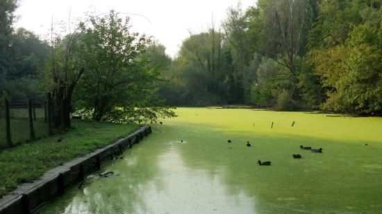 Il laghetto della Vernavola tinto di verde