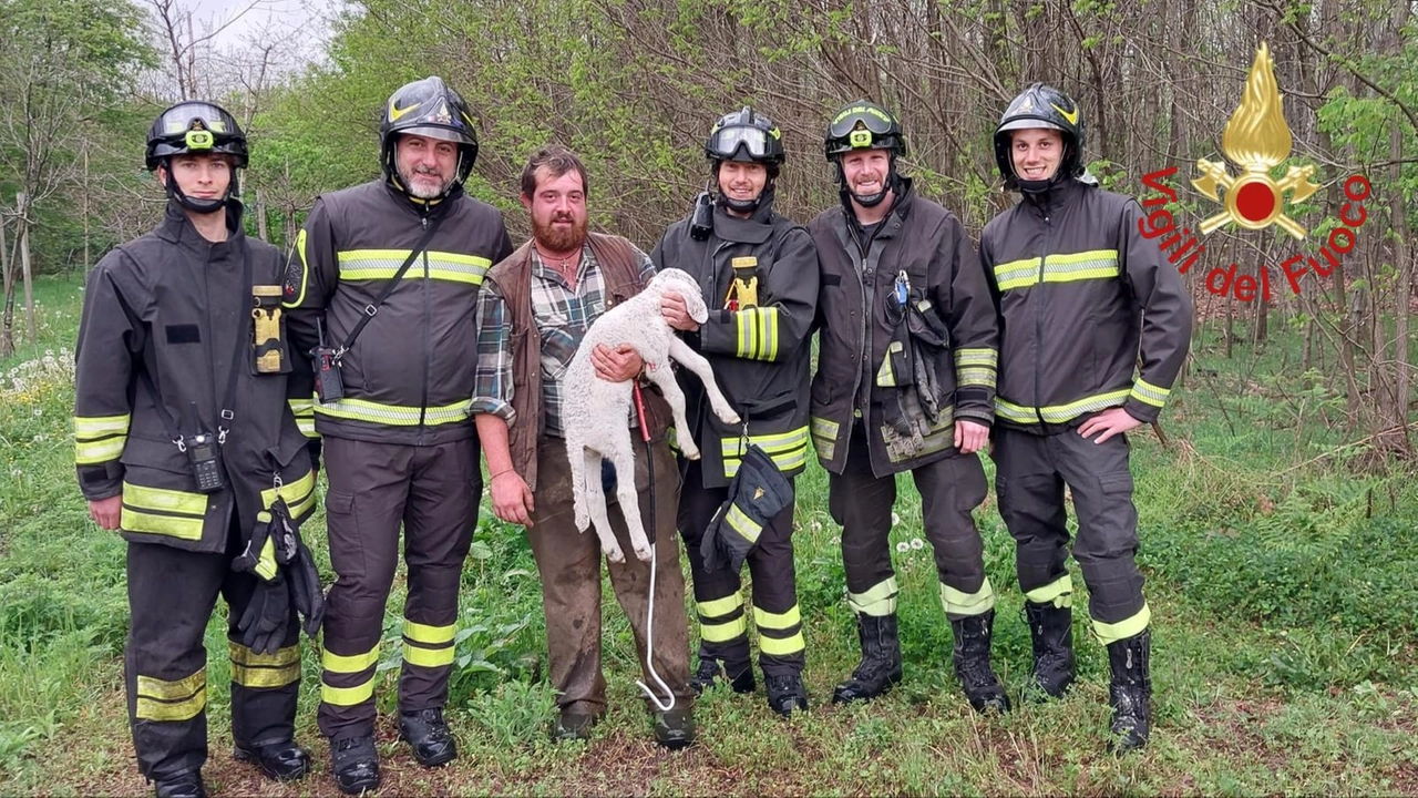 Il proprietario del gregge con il nuovo nato e i vigili del fuoco di Lomazzo