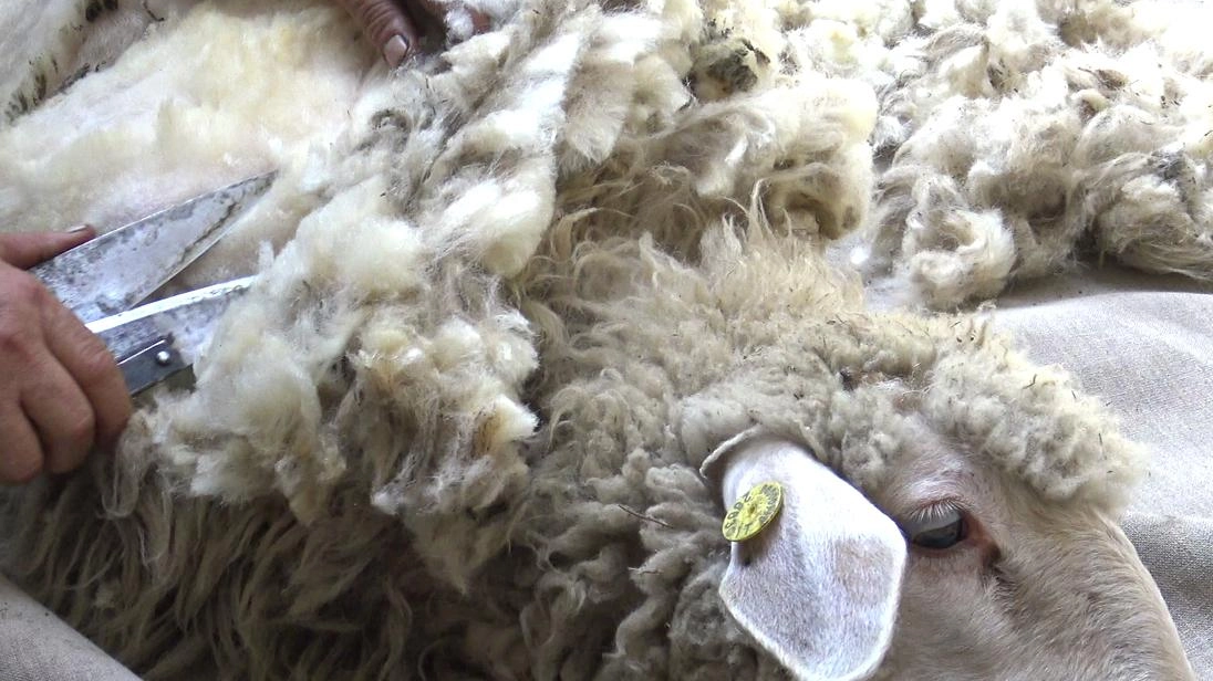 La tosatura di una pecora La tosatura di una pecora
