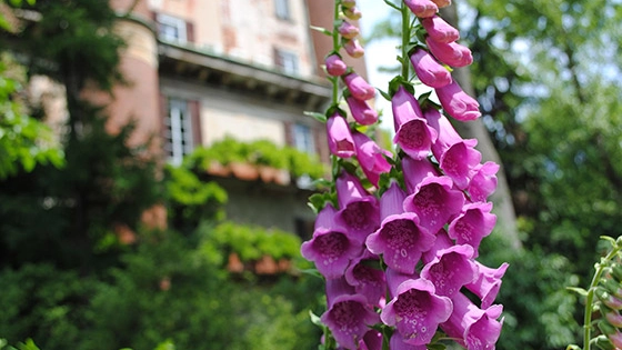 Primavera negli Orti Botanici della Lombardia: dove sono e quando visitarli