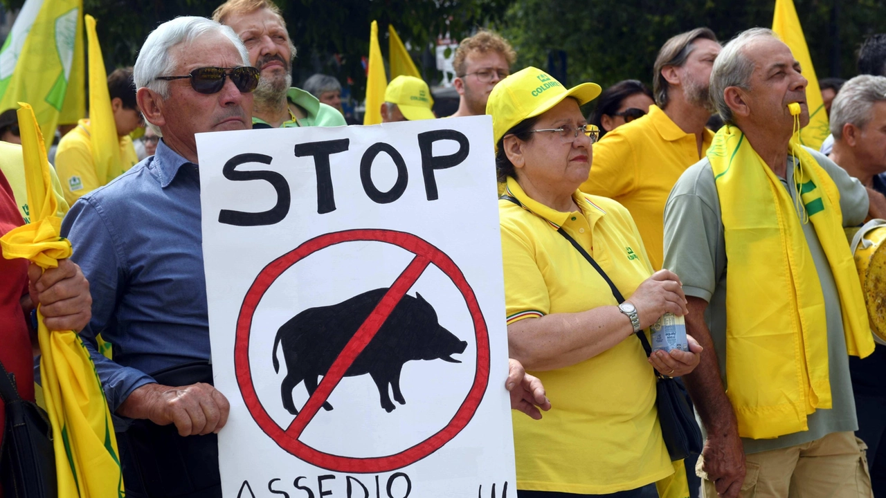 La protesta di Coldiretti dello scorso giugno contro i danni provocati dai cinghiali In Lombardia se contano 2,5 milioni La protesta di Coldiretti dello scorso giugno contro i danni provocati dai cinghiali In Lombardia se contano 2,5 milioni