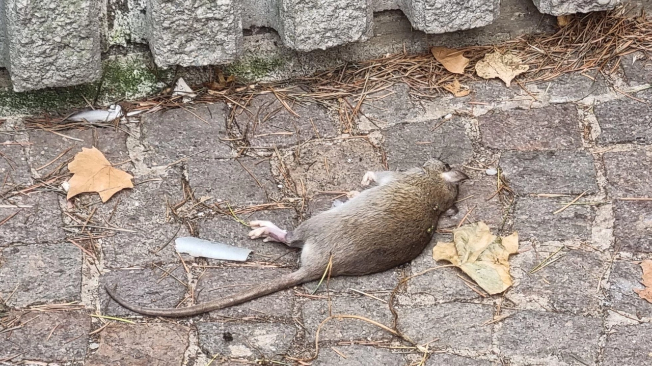Allarme topi nel rione Vittoria a Sesto San Giovanni: i residenti denunciano la presenza di una colonia numerosa vicino alle aree gioco. Il Comune ha risposto, ma i residenti non sono soddisfatti e chiedono nuove testimonianze. Allarme topi nel rione Vittoria a Sesto San Giovanni: i residenti denunciano la presenza di una colonia numerosa vicino alle aree gioco. Il Comune ha risposto, ma i residenti non sono soddisfatti e chiedono nuove testimonianze.