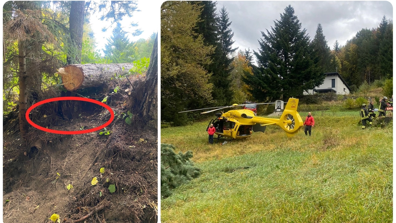 Tirano, schiacciato da un albero: gravissimo un 54enne Tirano, schiacciato da un albero: gravissimo un 54enne