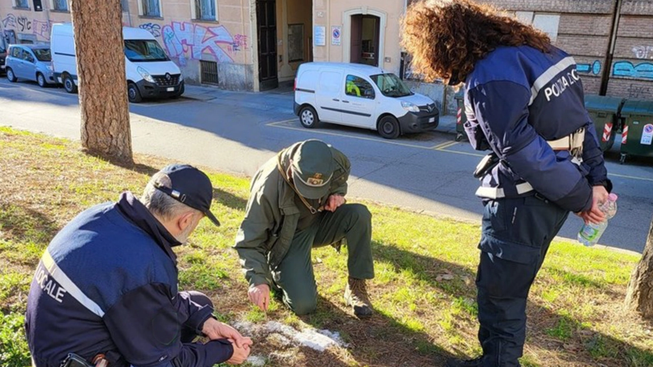 Controlli nelle aree frequentate dai cani (Archivio) Controlli nelle aree frequentate dai cani (Archivio)