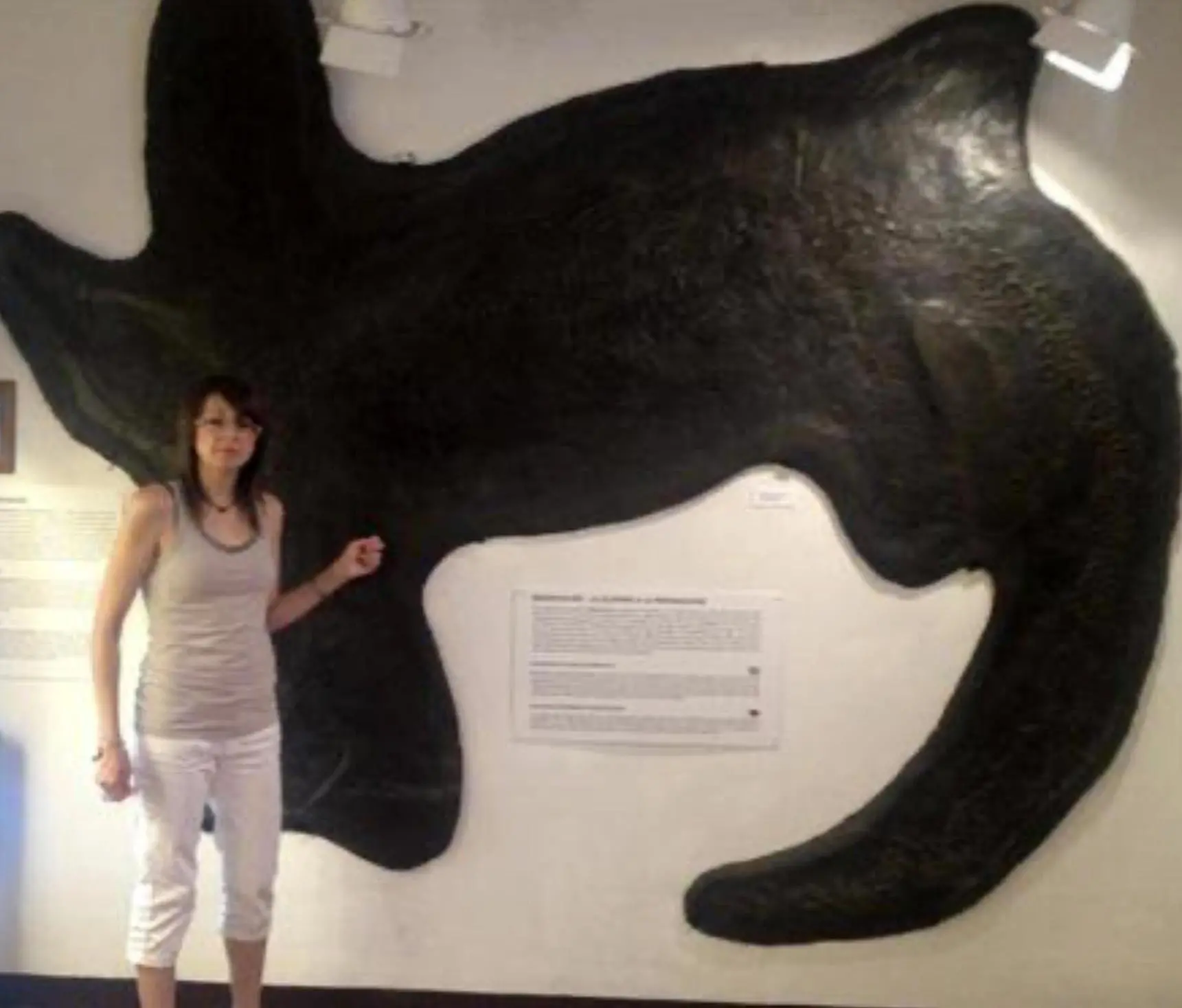 Dal Museo dei Fossili di Besano alle meraviglie del Monte San Giorgio