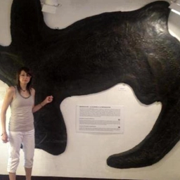 Dal Museo dei Fossili di Besano alle meraviglie del Monte San Giorgio