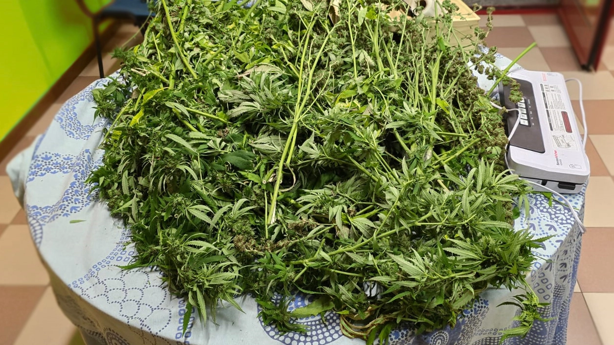 Le piante di marijuana sequestrate Le piante di marijuana sequestrate