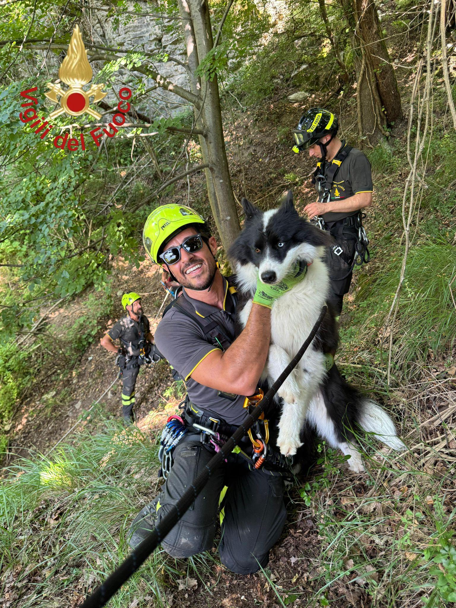 moltrasio cane si perde nei boschi salvato dai vigili del fuoco
