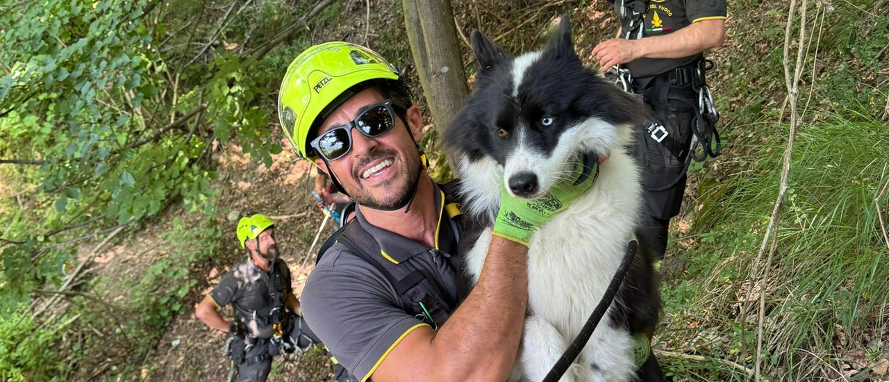 Moltrasio, cane si perde nei boschi: salvato dai vigili del fuoco
