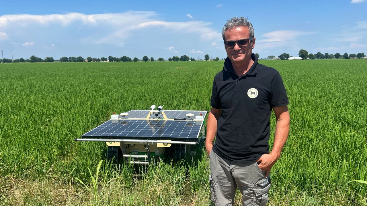 Le mondine, chiamate a 'mondare' i campi di riso, sono ormai un ricordo: arriva il robot 'Moondino' in azione in un campo della cascina Casone di Valera Fratta, nel Lodigiano, accanto al titolare dell'azienda agricola Giovanni Sangalli
