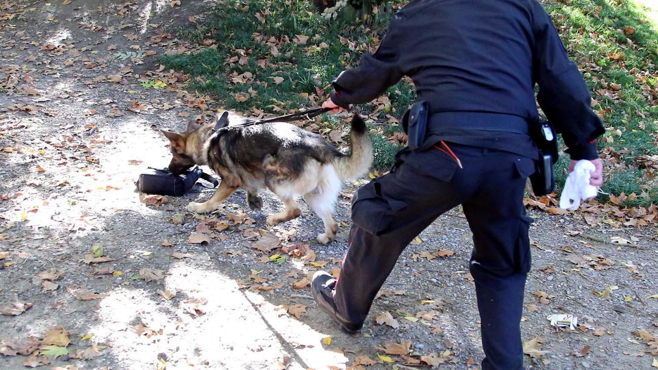 Un carabiniere con il cane per rintracciare la droga La zona battuta dai militari è a ridosso della Ss 36 tra Nibionno e Rogeno