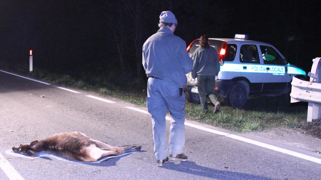 Particolare attenzione bisogna prestare di notte lungo le strade di Valtellina e Valchiavenna perché i selvatici possono attraversare all’improvviso Particolare attenzione bisogna prestare di notte lungo le strade di Valtellina e Valchiavenna perché i selvatici possono attraversare all’improvviso