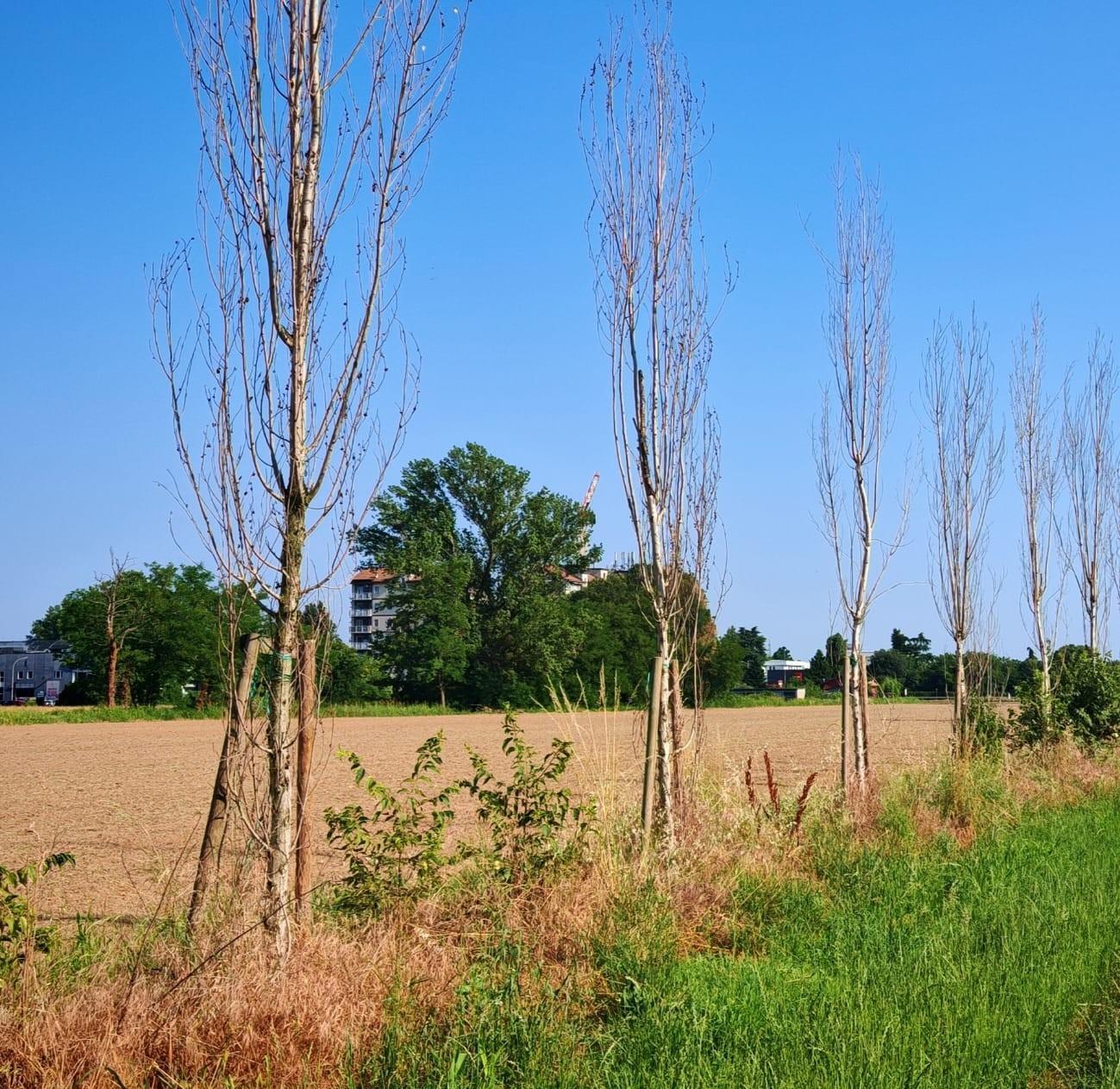Strage di alberi a Villa Alari: "Un disastro basta incuria" Strage di alberi a Villa Alari: "Un disastro basta incuria"