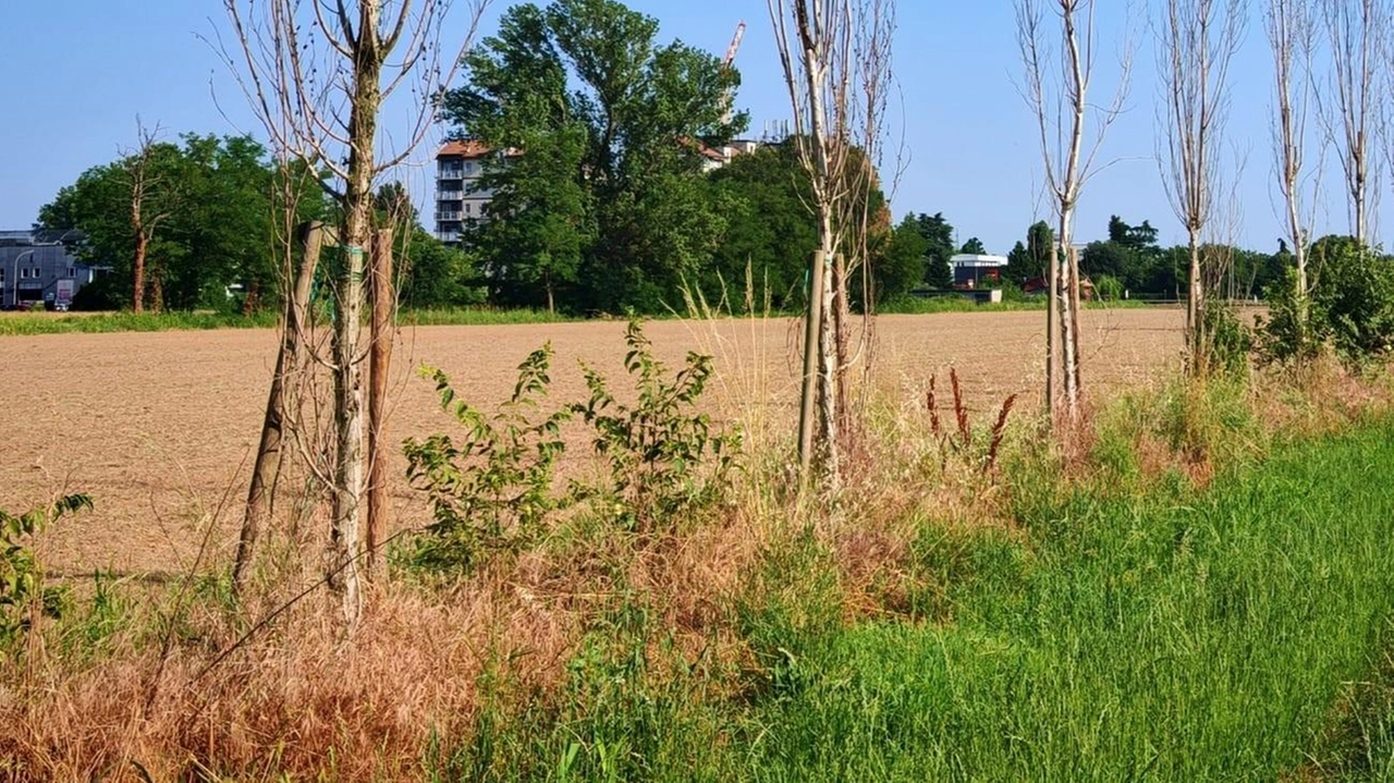 Nel mirino di “Vivere” i pioppi piantati nel 2023 al posto di quelli abbattuti