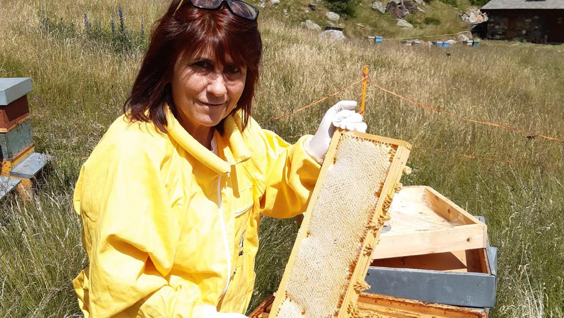 Apicoltura lombarda al bivio: perdite pesanti, risarcimenti simbolici Apicoltura lombarda al bivio: perdite pesanti, risarcimenti simbolici