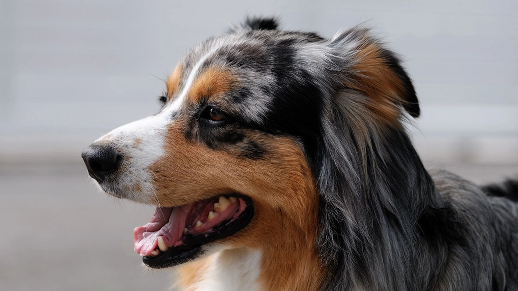 Il cane si chiamava Bak, era un pastore australiano (foto di repertorio) Il cane si chiamava Bak, era un pastore australiano (foto di repertorio)