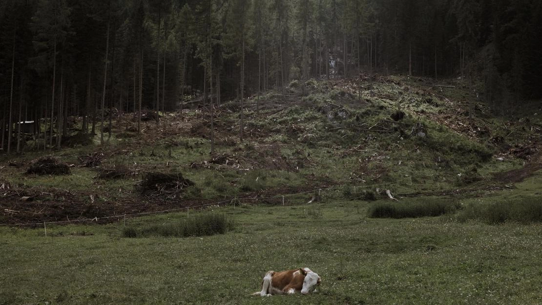 Una mostra a Milano unisce le fotografie di boschi trentini devastati dalla tempesta Vaia nel 2018 alle immagini satellitari dell'Esa. Un progetto che racconta le conseguenze dell'evento estremo sulla natura e sulla comunità, sensibilizzando sull'importanza della tecnologia spaziale per proteggere il pianeta. Una mostra a Milano unisce le fotografie di boschi trentini devastati dalla tempesta Vaia nel 2018 alle immagini satellitari dell'Esa. Un progetto che racconta le conseguenze dell'evento estremo sulla natura e sulla comunità, sensibilizzando sull'importanza della tecnologia spaziale per proteggere il pianeta.