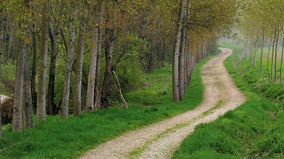 Cosa fare domenica nel Pavese? C’è un cammino imperdibile sulla Via Francigena