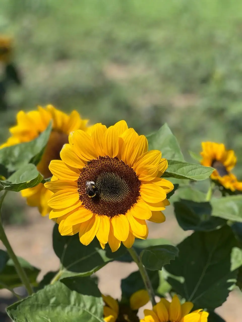 Vimodrone, apre il Campo di girasoli dove è possibile cogliere liberamente i fiori. Come si fa
