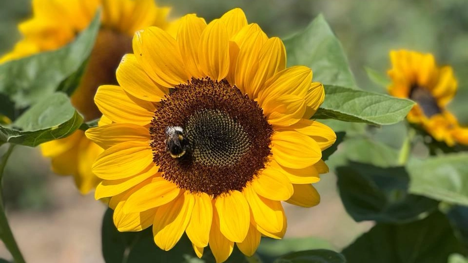 Un girasole, fiore simbolo della bella stagione