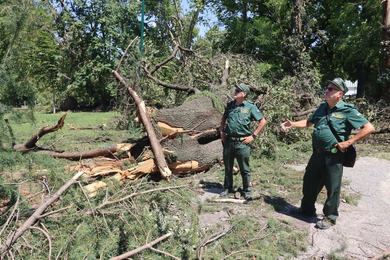 Gli alberi ai Giardini Montanelli abbattuti dalla tempesta che aveva devastato Milano a fine luglio 2023