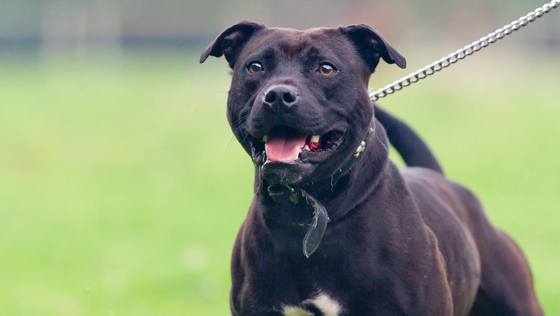 giovani rapinati e lasciati in mutande dalla banda del bull terrier sei arresti