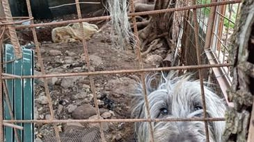 Incatenati in gabbia, costretti a cibarsi di una carcassa di pecora decomposta, a bere acqua piovana putrescente e a... Incatenati in gabbia, costretti a cibarsi di una carcassa di pecora decomposta, a bere acqua piovana putrescente e a...