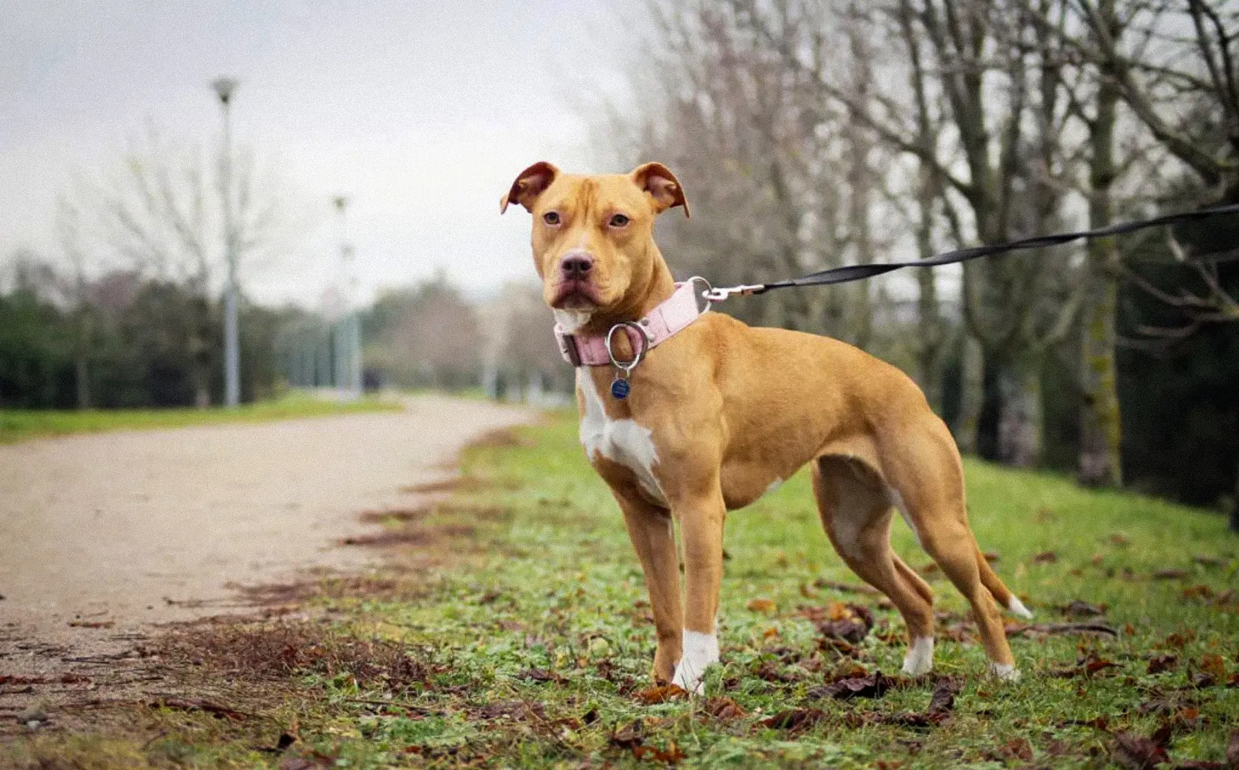 Uomo azzannato ai genitali da un pitbull in centro a Salò, il padrone del cane si allontana invece che aiutarlo: “Non sono scappato”