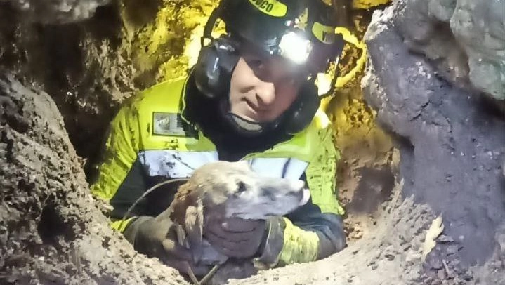 Il cagnolino Full è sano e salvo grazie all'intervento eccezionale dei vigili del fuoco Il cagnolino Full è sano e salvo grazie all'intervento eccezionale dei vigili del fuoco