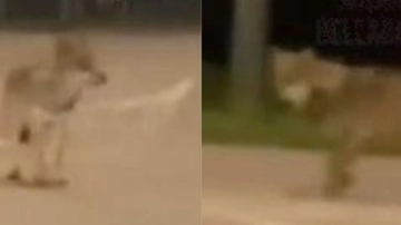 Un lupo di notte a spasso per Rozzano: avvistamento sorprendente nella periferia milanese