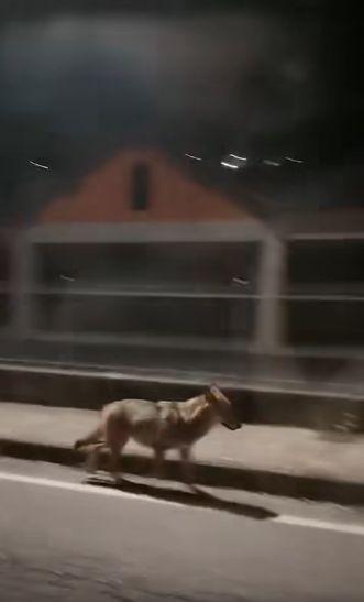 Lupo a Camerata Cornello, immortalato in un video da un automobilista: allevatori in allarme Lupo a Camerata Cornello, immortalato in un video da un automobilista: allevatori in allarme
