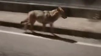 Lupo a Camerata Cornello, immortalato in un video da un automobilista (Frame video Facebook Walter Milesi)