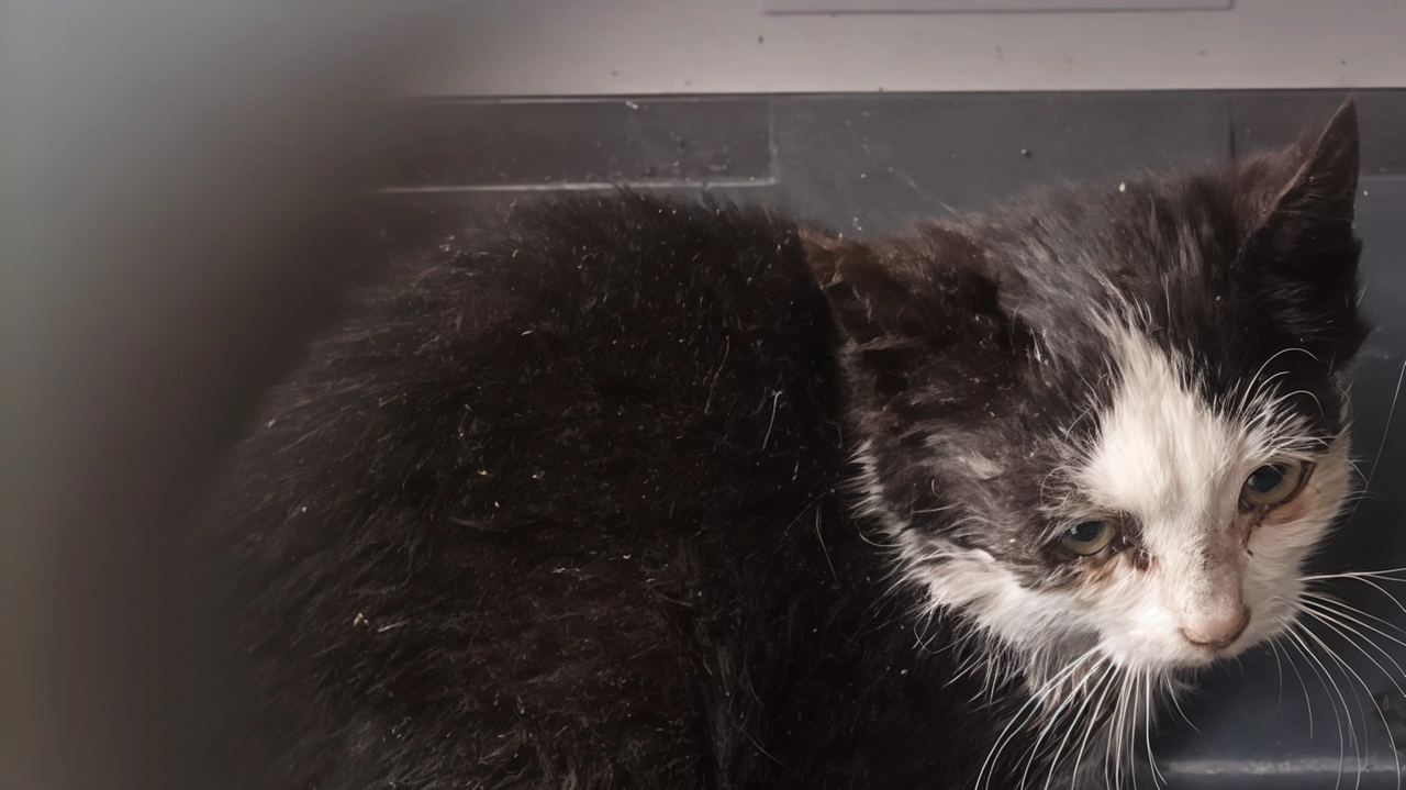 I vigili del fuoco hanno recuperato l’animale che era rimasto incastrato tra i rifiuti I vigili del fuoco hanno recuperato l’animale che era rimasto incastrato tra i rifiuti
