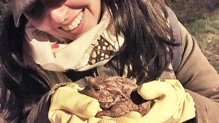 lo stradone da attraversare salvate il rospo bufo bufo 