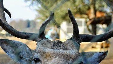 La discussione sul destino degli animali custoditi al parco Arcadia, in special modo daini e cervi, ha permesso di... La discussione sul destino degli animali custoditi al parco Arcadia, in special modo daini e cervi, ha permesso di...