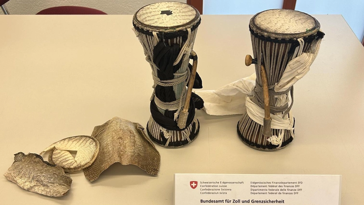 Un cittadino senegalese è stato denunciato a Chiasso per aver tentato di introdurre pelli di rettile protette in Svizzera senza autorizzazione, dichiarando di essere un musicista. I tamburi sequestrati erano rivestiti con pelle di varano, specie in via di estinzione. Un cittadino senegalese è stato denunciato a Chiasso per aver tentato di introdurre pelli di rettile protette in Svizzera senza autorizzazione, dichiarando di essere un musicista. I tamburi sequestrati erano rivestiti con pelle di varano, specie in via di estinzione.