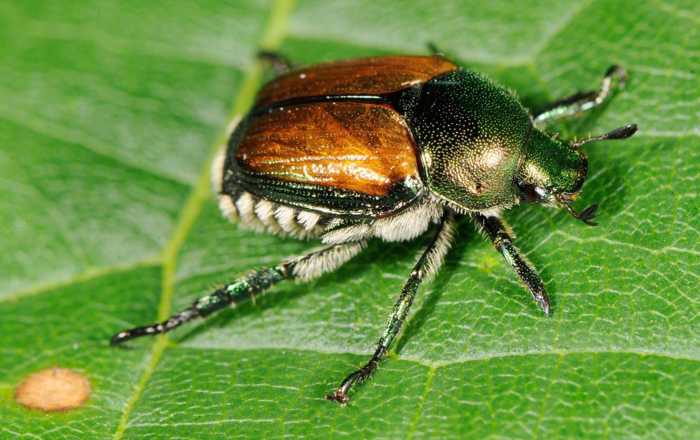 Il tarlo asiatico sbarca sul lago d’Iseo: allarme a Paratico, ordinato l’abbattimento di 55 alberi Il tarlo asiatico sbarca sul lago d’Iseo: allarme a Paratico, ordinato l’abbattimento di 55 alberi