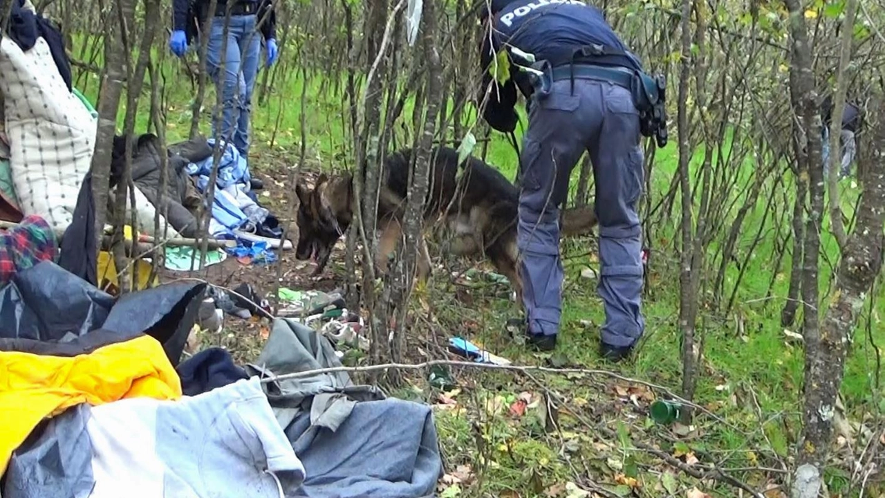 Droga, armi, passamontagna e una tenda-laboratorio: cosa ha scoperto la polizia nei boschi di Talamona
