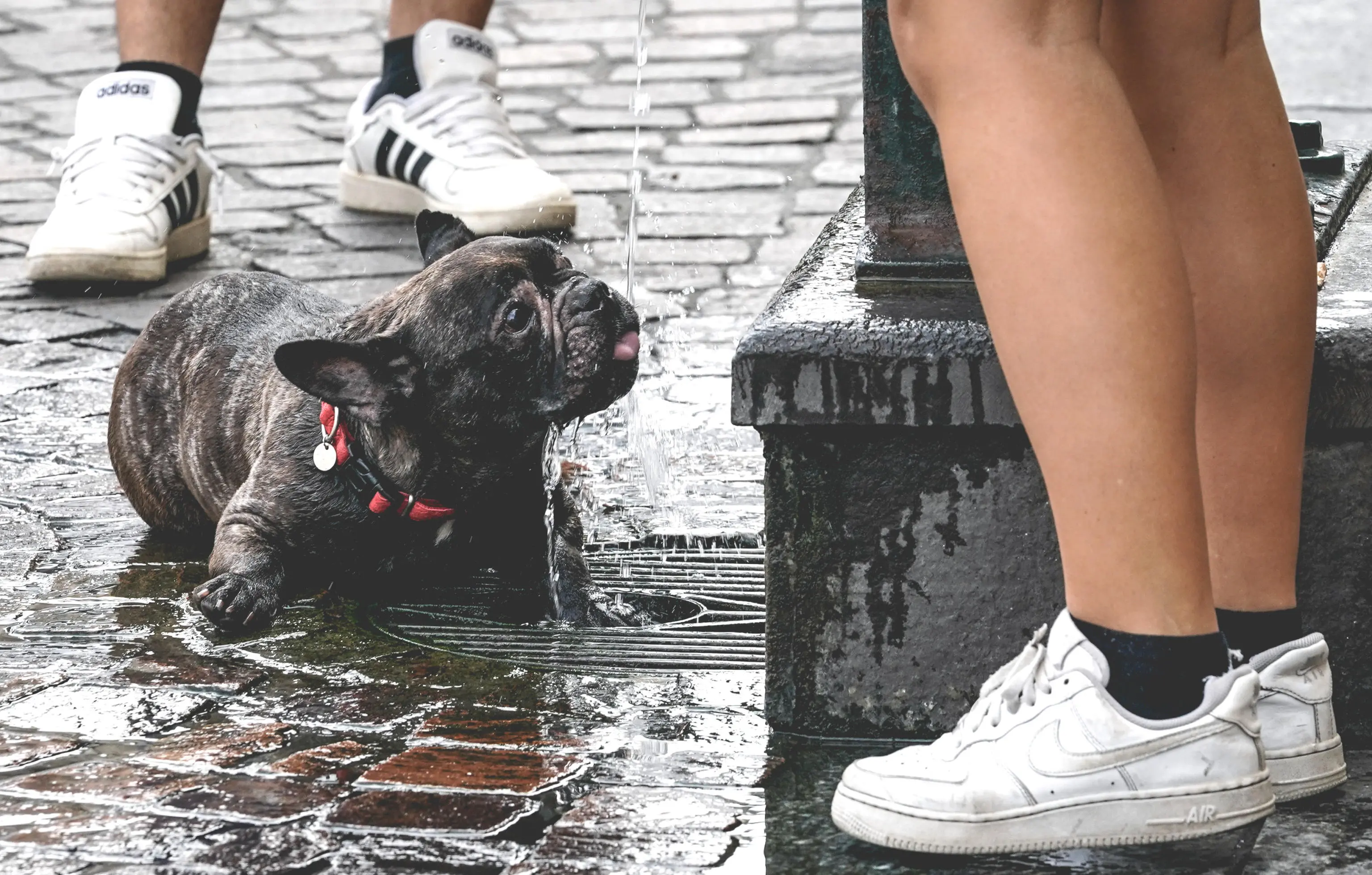 Come proteggere cani e gatti dal caldo infernale di Milano: l Come proteggere cani e gatti dal caldo infernale di Milano: l